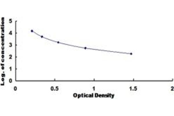 INSL3 ELISA Kit