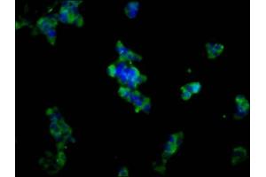 Immunofluorescence staining of 293 cells with ABIN7150047 at 1:133, counter-stained with DAPI. (Adam23 antibody  (AA 498-647))