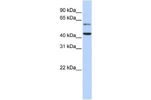 Western Blotting (WB) image for anti-Cytidine Monophosphate N-Acetylneuraminic Acid Synthetase (CMAS) antibody (ABIN2459239)