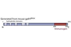 Image no. 3 for anti-Cytochrome B-245, beta Polypeptide (CYBB) (AA 450-556) antibody (ABIN968524) (CYBB antibody  (AA 450-556))