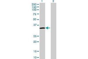Western Blot analysis of FRG1 expression in transfected 293T cell line by FRG1 MaxPab polyclonal antibody. (FRG1 antibody  (AA 1-258))