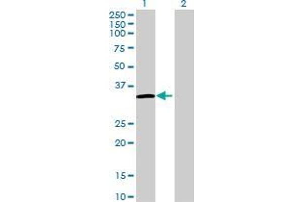 FRG1 antibody  (AA 1-258)