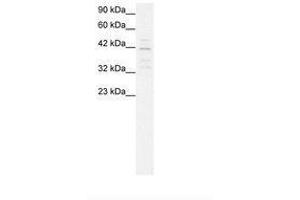 Image no. 2 for anti-Mortality Factor 4 Like 1 (MORF4L1) (AA 251-295) antibody (ABIN202346) (MORF4L1 antibody  (AA 251-295))