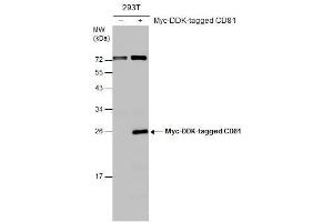 WB Image Non-transfected (–) and transfected (+) 293T whole cell extracts (30 μg) were separated by 12% SDS-PAGE, and the membrane was blotted with CD81 antibody , diluted at 1:1000.