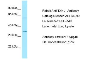 Western Blotting (WB) image for anti-Thioredoxin-Like 1 (TXNL1) (C-Term) antibody (ABIN2790016)