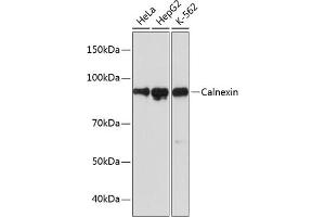 Western blot analysis of extracts of various cell lines, using Calnexin antibody (ABIN7266030) at 1:1000 dilution. (Calnexin antibody)