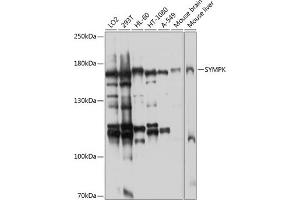 Western blot analysis of extracts of various cell lines, using SYMPK antibody (ABIN6128787, ABIN6148761, ABIN6148762 and ABIN6224767) at 1:1000 dilution. (Symplekin antibody  (AA 310-530))