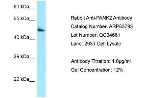 Western Blotting (WB) image for anti-Pantothenate Kinase 2 (PANK2) (C-Term) antibody (ABIN2789627) (PANK2 antibody  (C-Term))
