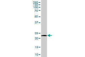 NDUFV2 MaxPab polyclonal antibody. (NDUFV2 antibody  (AA 1-249))