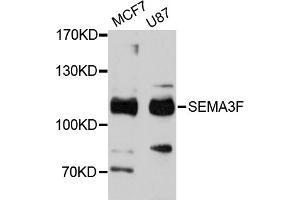 Western blot analysis of extracts of various cell lines, using SEMA3F antibody (ABIN4905112) at 1:3000 dilution. (SEMA3F antibody)