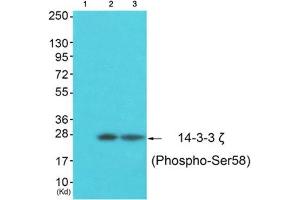 Western Blotting (WB) image for anti-14-3-3 zeta (YWHAZ) (pSer58) antibody (ABIN1847201) (14-3-3 zeta antibody  (pSer58))