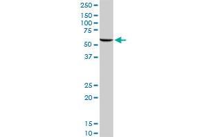 GPI MaxPab rabbit polyclonal antibody. (GPI antibody  (AA 1-558))