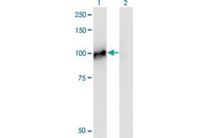 Western Blot analysis of NCAPH expression in transfected 293T cell line by NCAPH monoclonal antibody (M01), clone 1C9.
