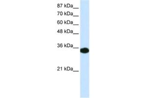 Western Blotting (WB) image for anti-Homeobox D4 (HOXD4) antibody (ABIN2460209) (HOXD4 antibody)