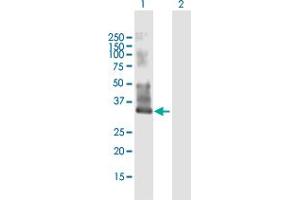 Western Blot analysis of MYEOV2 expression in transfected 293T cell line by MYEOV2 MaxPab polyclonal antibody. (MYEOV2 antibody  (AA 1-252))