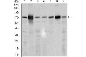 Western blot analysis using SLC27A5 mouse mAb against 3T3L1 (1), HepG2 (2), U937 (3), Raji (4), COS7 (5), NIH3T3 (6), and PC-3 (7) cell lysate. (SLC27A5 antibody  (AA 508-570))