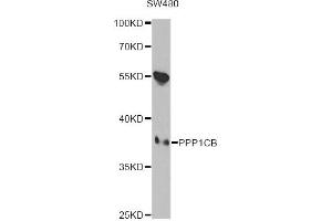 Western blot analysis of extracts of SW480 cells, using PPP1CB antibody (ABIN6290762) at 1:1000 dilution.