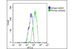 Overlay histogram showing HepG2 cells stained with (ABIN657553 and ABIN2846564)(green line). (Asparaginase antibody  (AA 165-193))