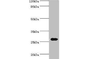 Western blot All lanes: CRISP2 antibody at 12 μg/mL + Rat gonad tissue Secondary Goat polyclonal to rabbit IgG at 1/10000 dilution Predicted band size: 28, 32 kDa Observed band size: 28 kDa