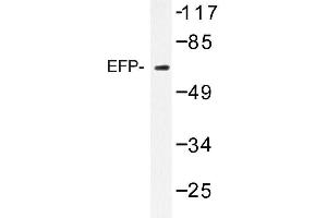 Image no. 1 for anti-Tripartite Motif Containing 25 (TRIM25) antibody (ABIN272231)