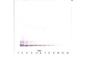 Image no. 2 for anti-Defensin, beta 104A (DEFB104A) antibody (ABIN465325) (DEFB104A antibody)