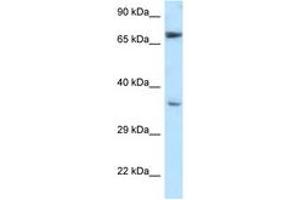 Image no. 1 for anti-Nucleoredoxin (NXN) (AA 90-139) antibody (ABIN6747626) (NXN antibody  (AA 90-139))