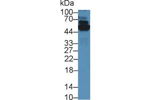 Western Blot; Sample: Human A549 cell lysate; Primary Ab: 5µg/ml Rabbit Anti-Mouse TrxR1 Antibody Second Ab: 0. (TXNRD1 antibody  (AA 374-577))