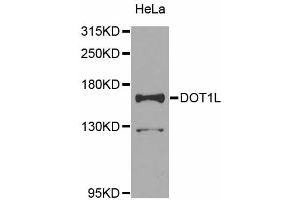 Western blot analysis of extracts of HeLa cells, using DOT1L antibody (ABIN5974758) at 1/1000 dilution. (DOT1L antibody)