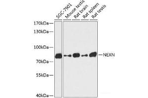 Western blot analysis of extracts of various cell lines using NEXN Polyclonal Antibody at dilution of 1:3000. (NEXN antibody)