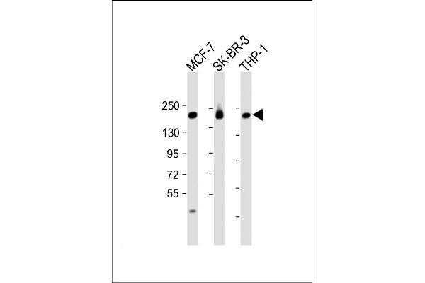 PREX1 antibody  (C-Term)