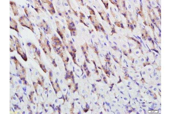 pan Keratin antibody  (AA 331-430)