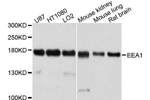Western blot analysis of extracts of various cells, using EEA1 antibody.