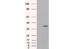 HEK293 overexpressing GIPC1 isoform 1 (ABIN5349711) and probed with ABIN185138 (mock transfection in first lane).