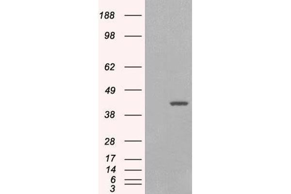 GIPC1 antibody  (C-Term)