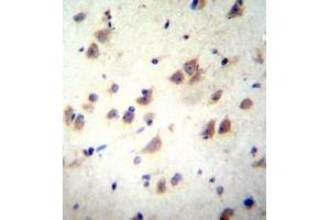 Immunohistochemistry analysis in formalin fixed and paraffin embedded human brain tissue reacted with GRIN3B Antibody (C-term) followed by peroxidase conjugation of the secondary antibody and DAB staining.