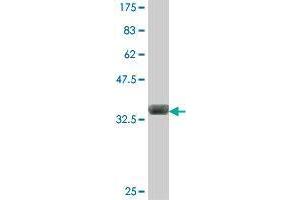 Western Blot detection against Immunogen (35.