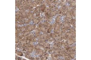 Immunohistochemical staining of human pancreas with DRP2 polyclonal antibody  shows moderate cytoplasmic positivity in exocrine glandular cells.