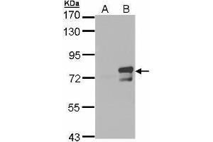 WB Image Western Blot analysis of ARNTL expression in transfected 293T cell line by ARNTL polyclonal antibody.