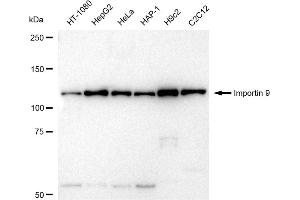 Western blotting analysis using Importin 9 antibody (ABIN7799024).