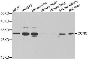 Western blot analysis of extracts of various cell lines, using CCNC antibody. (Cyclin C antibody)