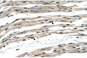 Human Muscle (SIL1 antibody  (N-Term))