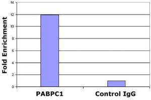 Histone H2A. (H2AFZ antibody  (C-Term))