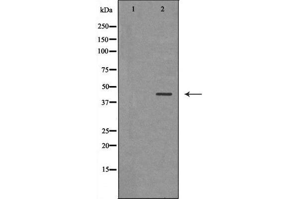 HSD17B2 antibody  (C-Term)