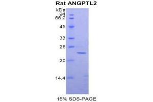 SDS-PAGE (SDS) image for Angiopoietin-Like 2 (ANGPTL2) (AA 141-308) protein (His tag) (ABIN1877865)