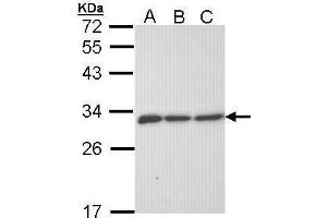 WB Image Sample (30 ug of whole cell lysate) A: 293T B: A431 , C: H1299 12% SDS PAGE antibody diluted at 1:1000 (ERP29 antibody)