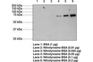 Image no. 1 for anti-Nitrotyrosine antibody (ABIN6756697) (Nitrotyrosine antibody)
