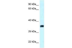 Western Blot showing SLC25A33 antibody used at a concentration of 1.