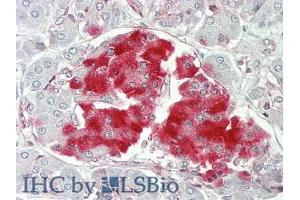 IHC-P analysis of Human Pancreas Tissue, with HE staining. (PTPRN antibody  (AA 368-575))