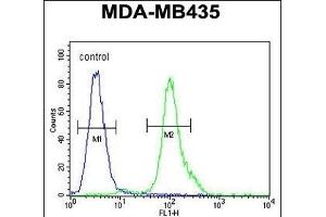 MYCT1 Antibody (C-term) (ABIN654473 and ABIN2844207) flow cytometric analysis of MDA-M cells (right histogram) compared to a negative control cell (left histogram). (Myc Target 1 antibody  (C-Term))