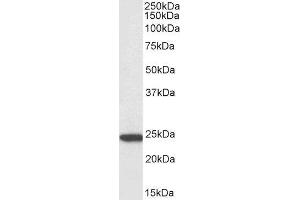 Biotinylated ABIN4902542 (3µg/ml) staining of U937 lysate (35µg protein in RIPA buffer), exactly mirroring its parental non-biotinylated product. (PYCARD antibody  (C-Term) (Biotin))